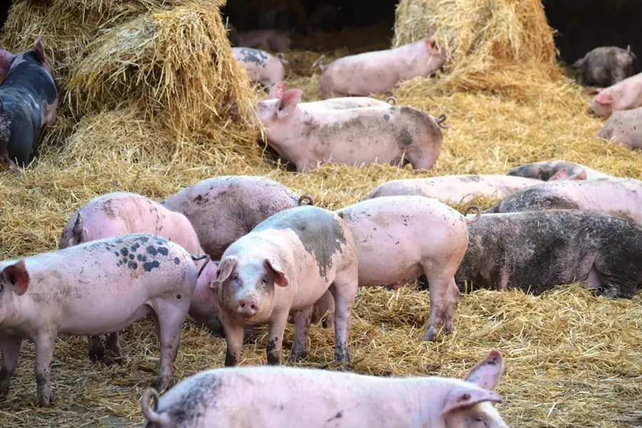 Bio-Schweinehaltung auf Stroh