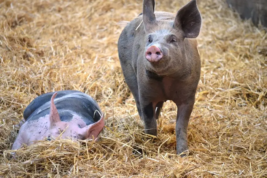 Bio-Schweine der Familie Bauer aus Grund